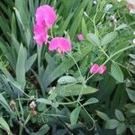 Lathyrus tuberosus Staniste