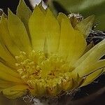 Astrophytum caput-medusae Flor