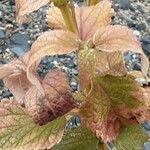 Agastache rugosa Blatt