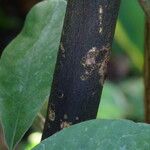 Psychotria carthagenensis Corteza