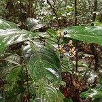 Gaertnera letouzeyi Fruit