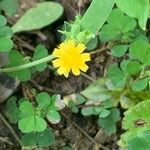 Krigia virginica Flower