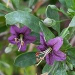 Lycium barbarum Flor