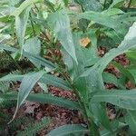 Hedychium flavescens 葉