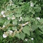 Althaea officinalis Fiore