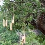 Kigelia africana Meyve