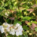 Hydrangea spp.फूल