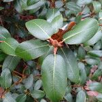 Rhododendron triflorum Leaf