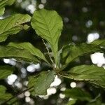 Cleidion claoxyloides Natur