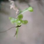 Rhipidoglossum curvatum 花