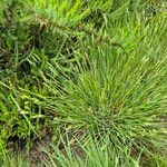 Danthonia decumbens List