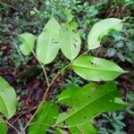 Talisia microphylla Leaf