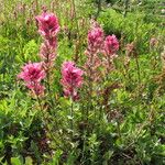 Castilleja parviflora Habit