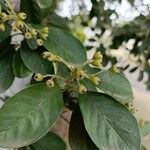 Cotoneaster glaucophyllus Fruit