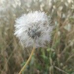 Taraxacum campylodes花