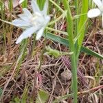 Ornithogalum narbonense Flower