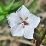Sauvagesia sprengelii Flower
