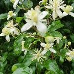 Clematis vitalbaFloro