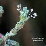 Camphorosma monspeliaca 花