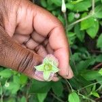 Clematis viorna Flower