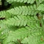 Dryopteris dilatata ഇല