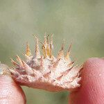 Neurada procumbens Fruit