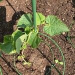 Cucumis melo Φύλλο
