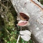 Hakea sericea Frucht