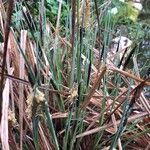 Carex elata 花