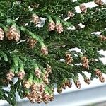 Chamaecyparis obtusa Blomst