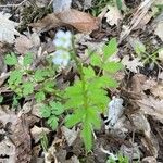 Cardamine graeca Feuille