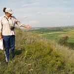 Crambe tataria Habitat