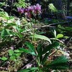 Chimaphila umbellata Квітка