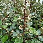 Elaeagnus macrophylla 葉