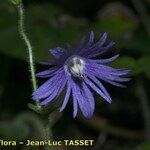 Soldanella villosa Flower