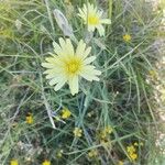 Scorzonera aristata 花