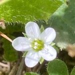 Arenaria ciliata Flor