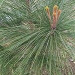 Pinus canariensis पत्ता