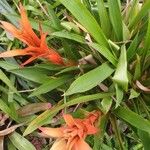 Guzmania lingulata Flower