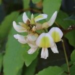 Craibia grandiflora Λουλούδι