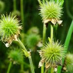 Geum rivale ഫലം