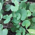 Centella asiatica ഇല