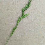 Poa trivialis ফুল