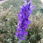 Delphinium fissum Flower