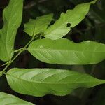 Casearia arborea Blad