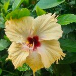 Hibiscus moscheutos Flower