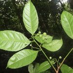 Gymnanthes riparia Hoja