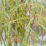 Salix viminalis Hoja