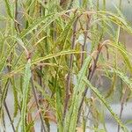 Salix viminalis Blad