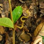 Landolphia owariensis Azala